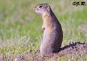 Spermophilus beldingi